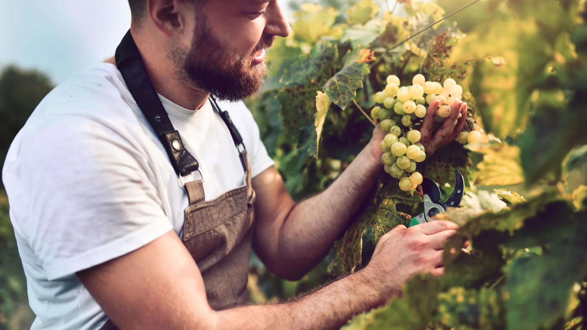 Gemeinsam Erfolg ernten - mit der Bank Burgenland und Bank Burgenland Kärnten