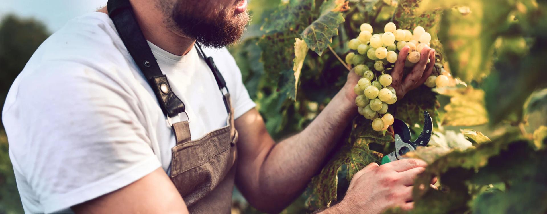 Gemeinsam Erfolg ernten - mit der Bank Burgenland und Bank Burgenland Kärnten