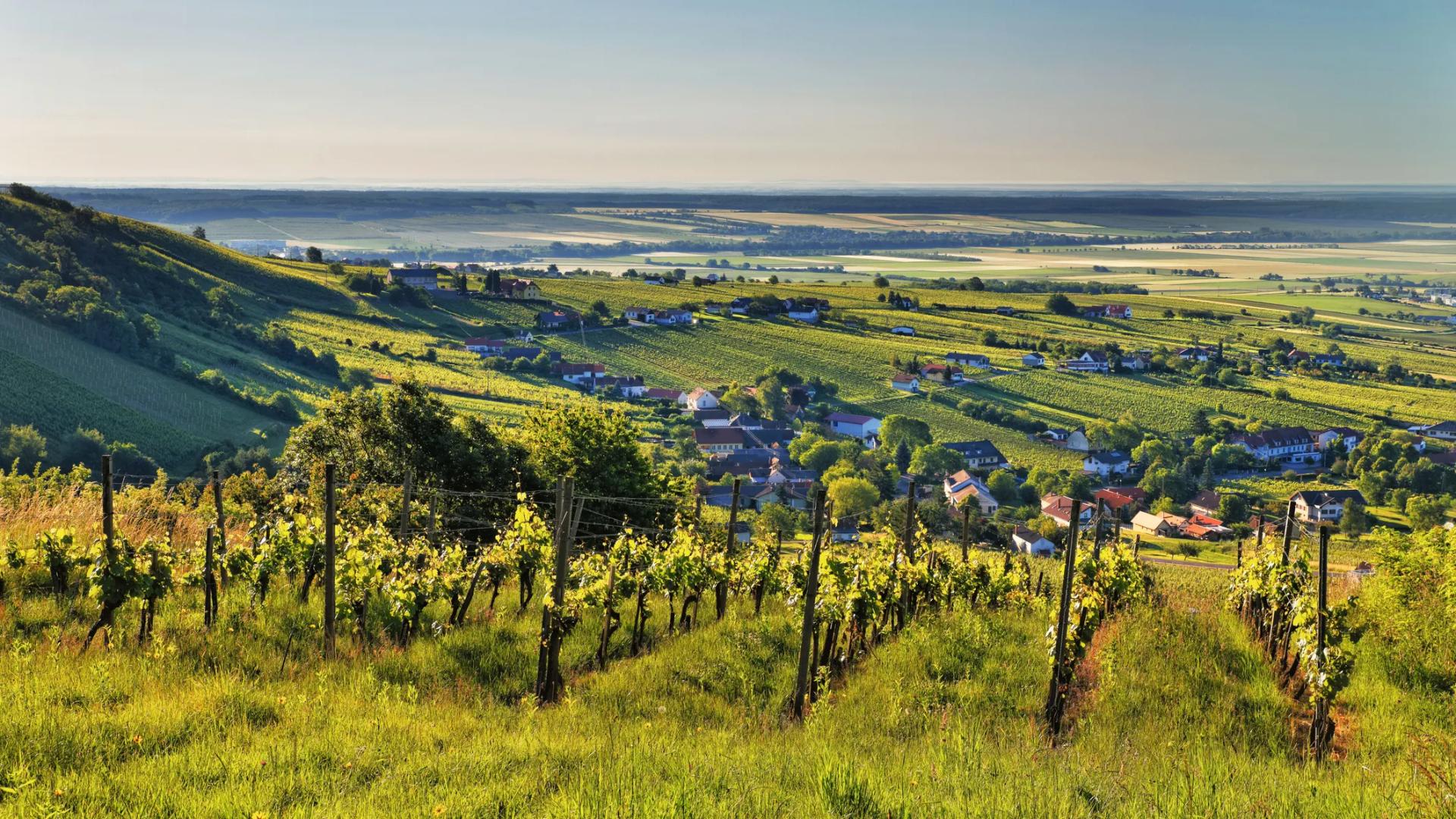Landschaft Weinanbau