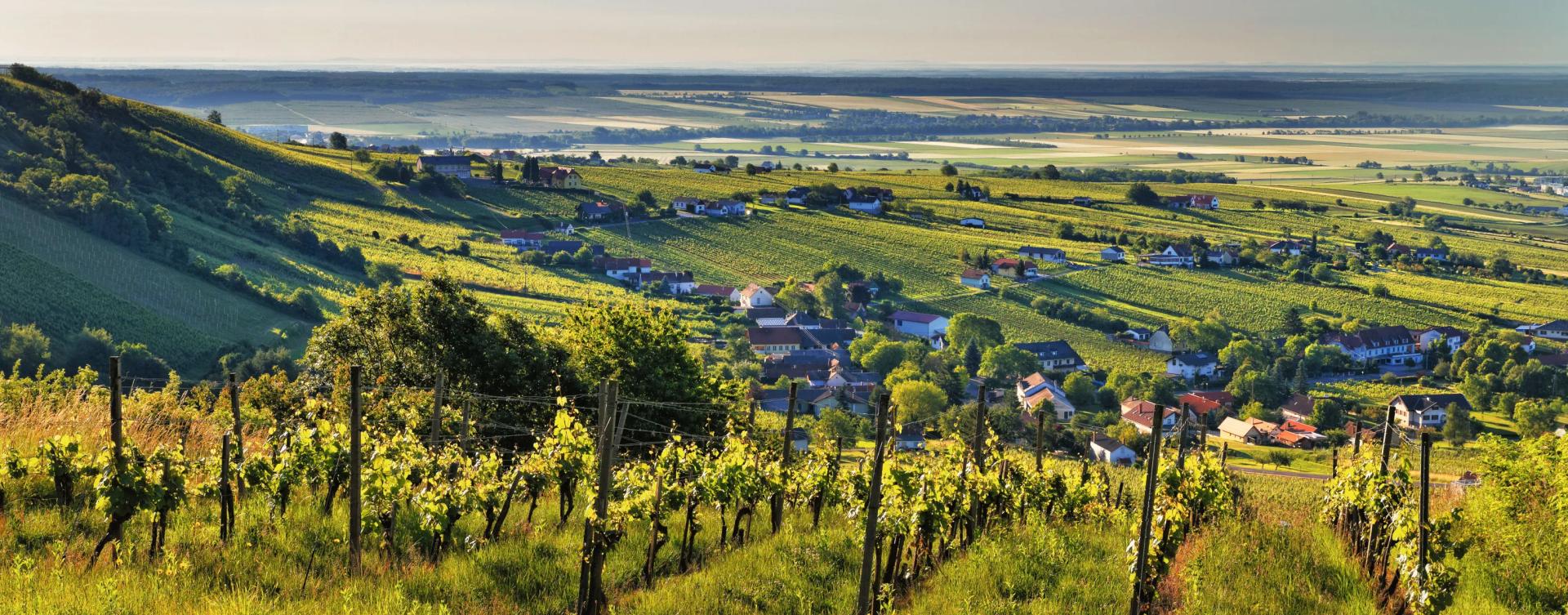 Landschaft Weinanbau